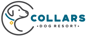 Collars Dog Resort